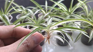 Spider Plant Propagation From The Babies [upl. by Ruthe]