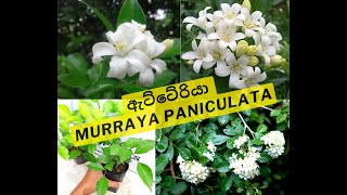 ඇට්ටේරියා Etteriya Murraya paniculata ගැන දැන ගනිමු Orange jasmin murraya landscapeplants [upl. by Aitel]