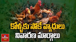 కోళ్ళకు సోకే వ్యాధులు నివారణ మార్గాలు  Nelathalli  hmtvAgri [upl. by Annaerb]