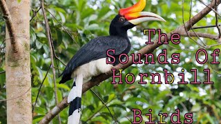 The Sounds of Hornbill Birds [upl. by Trella604]