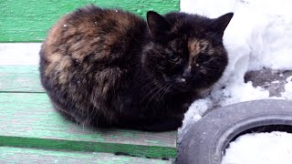 Tortie old cat greets me on the bench [upl. by Best]