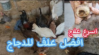 المثابره والصبر والعمل المتواصل دجاجالعرب [upl. by Semaj11]