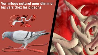 Vermifuge naturel pour éliminer les vers chez les pigeons [upl. by Nolita]