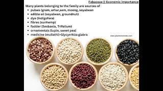 Fabaceae family Economic Importance Floral diagram and Floral Formula  Plant Taxonomy [upl. by Arta]