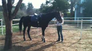 Safely retraining a hardtobridle horse at Lucan Lodge [upl. by Airyk]