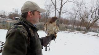 The allure of falconry One mans passion [upl. by Stephani]