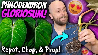 Philodendron gloriosum Repot  Propagation  Chatty Chop amp Prop  Bonus Trip to Bunnings [upl. by Wentworth]