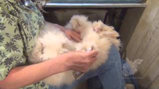 Grooming English Angora Rabbits for show and fiber [upl. by O'Connor]