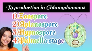 Life cycle of chlamydomonasChalamydomonas reproductionAsexual reproduction in chalamydomonas [upl. by Cesaro]