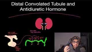 Physiology The Vital Role of the Distal Convoluted Tubule and Antidiuretic Hormone DCT amp ADH [upl. by Runck600]