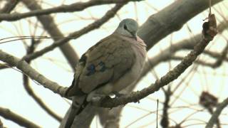 BLACKBILLED WOOD DOVEGambia [upl. by Storz]