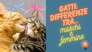 Gatti  Differenze tra maschi e femmine [upl. by Onahpets625]