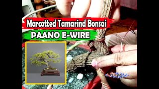 WIRING PAANO GUMAWA NG BONSAI TAMARINDSAMPALOK NA MARCOTTEDTHE EASY WAY TO MAKE MARCOTTED BONSAI [upl. by Otreblanauj961]