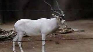 Romping Addax Antelope [upl. by Jegar]