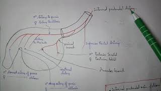 Pudendal Canal  Internal pudendal artery branches  TCML and ENMEDER [upl. by Letsou879]