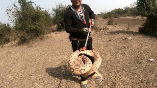 Russells viper काटने से शरीर का मांस गलने लगता है बहुत कष्टदायक पीड़ा होता है। Snake Rescue Team [upl. by Jd]