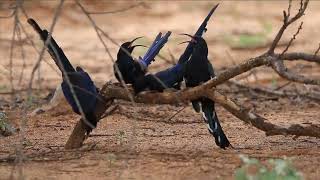 Black billed Wood hoopoe [upl. by Ardeth]