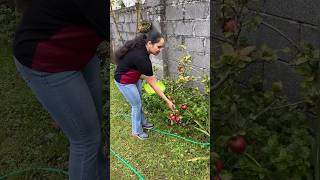 ഈ കുഞ്ഞി Apple മരം ഞങ്ങളെ ഞെട്ടിച്ചുIreland Malayalam vlogDay in my lifelife in Irelandshorts [upl. by Hadias]