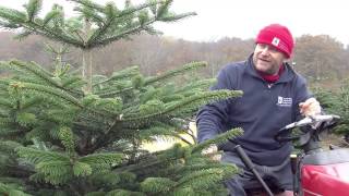 Choosing a Christmas tree – four different types [upl. by Gherardi224]