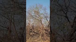 Leopard Cubs Skillfully Catch Squirrel in Thrilling Tree Top Chase [upl. by Sidonnie]