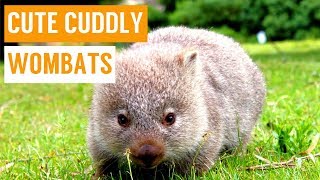 Cuddly Baby Wombat Compilation [upl. by Ahsieken]