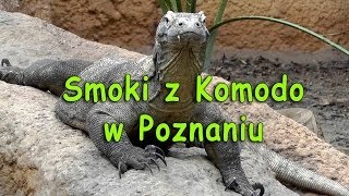 Smoki z Komodo w Poznaniu  Smakkujawpl [upl. by Merrow762]