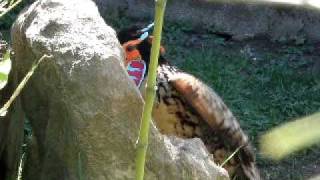 Frontal display of a tragopan caboti [upl. by Aynatahs32]