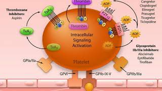 Antiplatelet vs Anticoagulant [upl. by Toby]