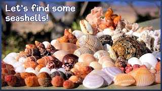 Finding Microshells in the Shell Piles  Yellow Nerite Virtual Shelling [upl. by Tivad]