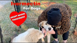 Save A Dogs life And Save Money Ivermectin For Dogs [upl. by Arinaid]