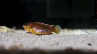 Ocellatus Gold  Tanganyika Cichlids [upl. by Bilat]