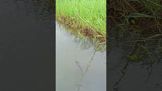 Traditional Fishing Trap।।fishing [upl. by Llerdnam168]