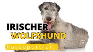 Der Irische Wolfshund sanfter Riese mit langer Geschichte [upl. by Clay]