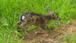 Twin Newborn Fawn  Vancouver Island BC Canada [upl. by Yemrej]