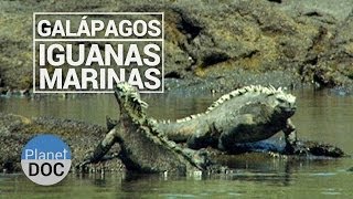 Galapagos Las Iguanas Marinas  Naturaleza  Planet Doc [upl. by Kauffman]