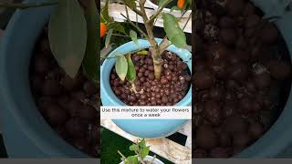 Good formula for plants and soil gardeninggoals gardeningistherapy gardeningtips [upl. by Ifill57]