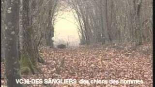 La chasse aux sangliers [upl. by Dnalyk]