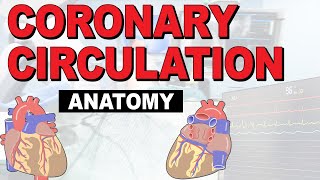 The Anatomy of the Coronary Circulation [upl. by Frannie835]