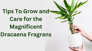 How to Grow and Care for Corn Plants  Dracaena fragrans [upl. by Lodmilla824]