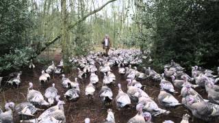 Free Range Narragansett Turkeys [upl. by Oivatco]