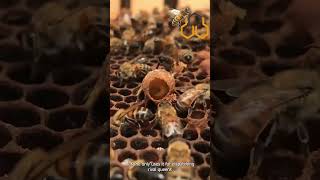 What happens to a honey bee after she stings you  Bee sting explained  Bee venom health benefits [upl. by Ayoras]