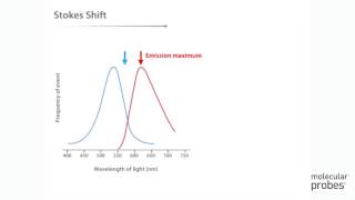 Molecular Probes Tutorial Series— Anatomy of Fluorescence Spectra [upl. by Essyla174]