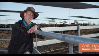 Pestivirus The hidden cost Anthony Winter QLD Feedlot [upl. by Dnartreb447]