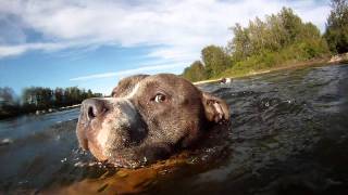 blue nose pitbull swimming [upl. by Walcoff]