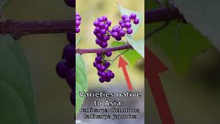 RARE White American Beautyberry Callicarpa americana Alba [upl. by Dail]