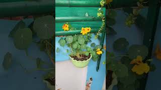 Nasturtium plant seeding 60 days full update  nasturtium plant care  nasturtium seeds germination [upl. by Innob]