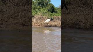 Birdwatching on Jabiru Stork [upl. by Nirrak]