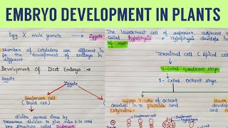 embryo development in plants  embryo development in dicot plants  plant embryo [upl. by Arretnahs]