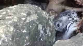 WHF Pallas Cat Kittens 2010  learning to jump at 3 months old [upl. by Hudgens190]