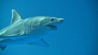 Great White Shark on Exhibit September 2011 [upl. by Oel]